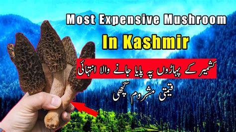 most expensive mushroom in kashmir